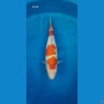 kohaku 32cm otello koi