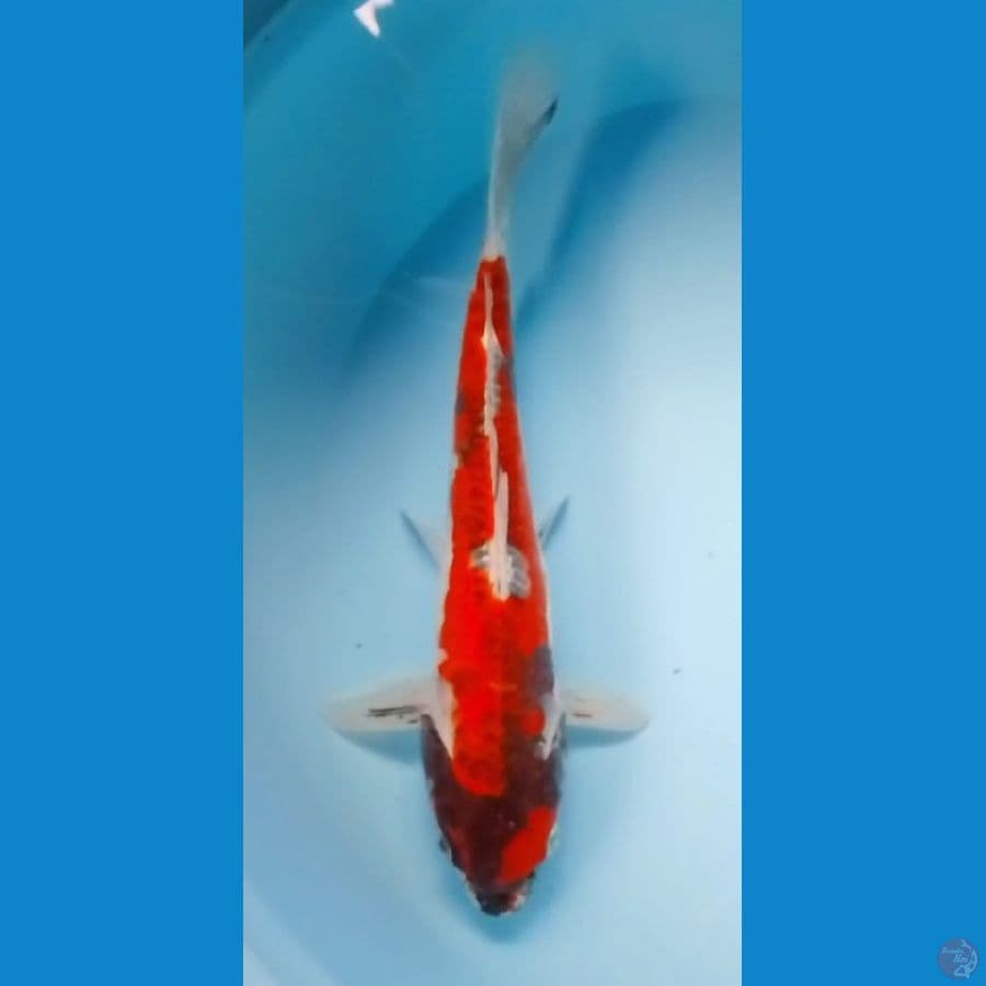 35cm Antikan (Kawarimono)