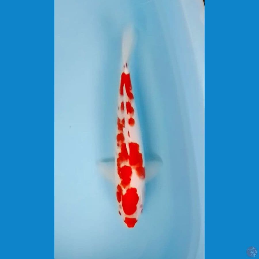 35cm Kohaku Sakura (M)
