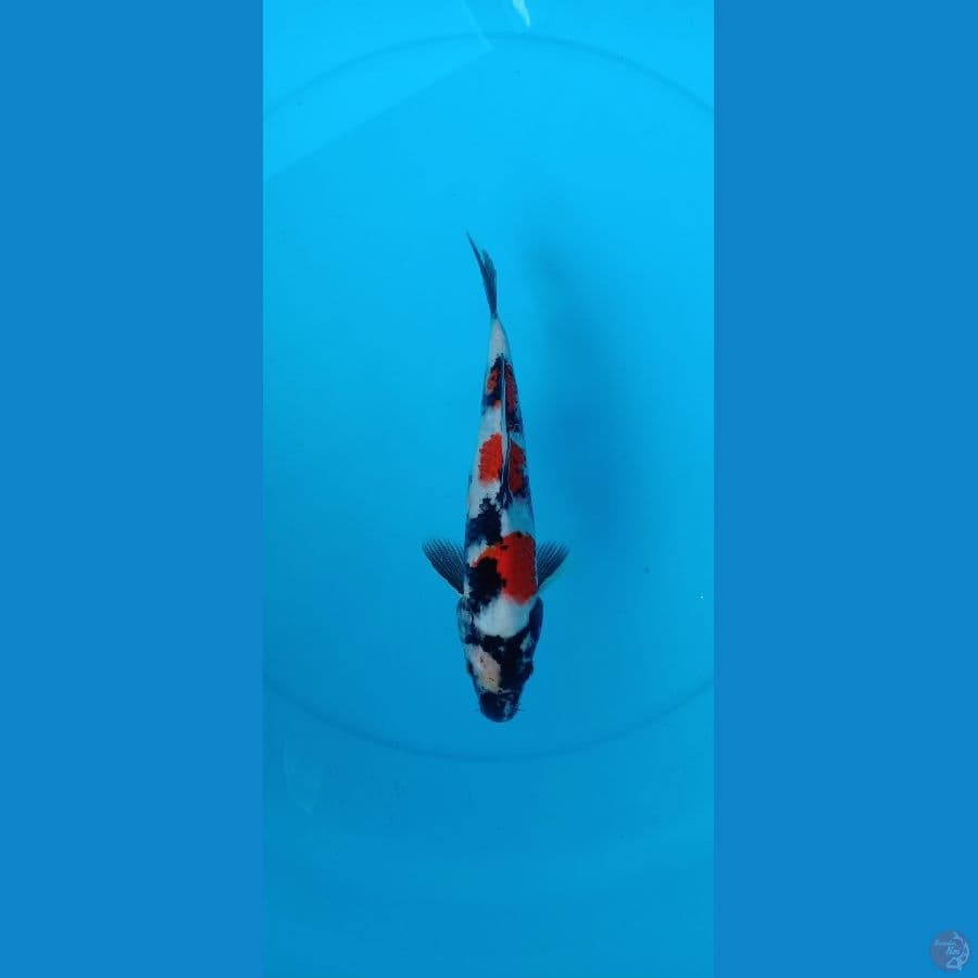 Showa Tategoi // 24cm