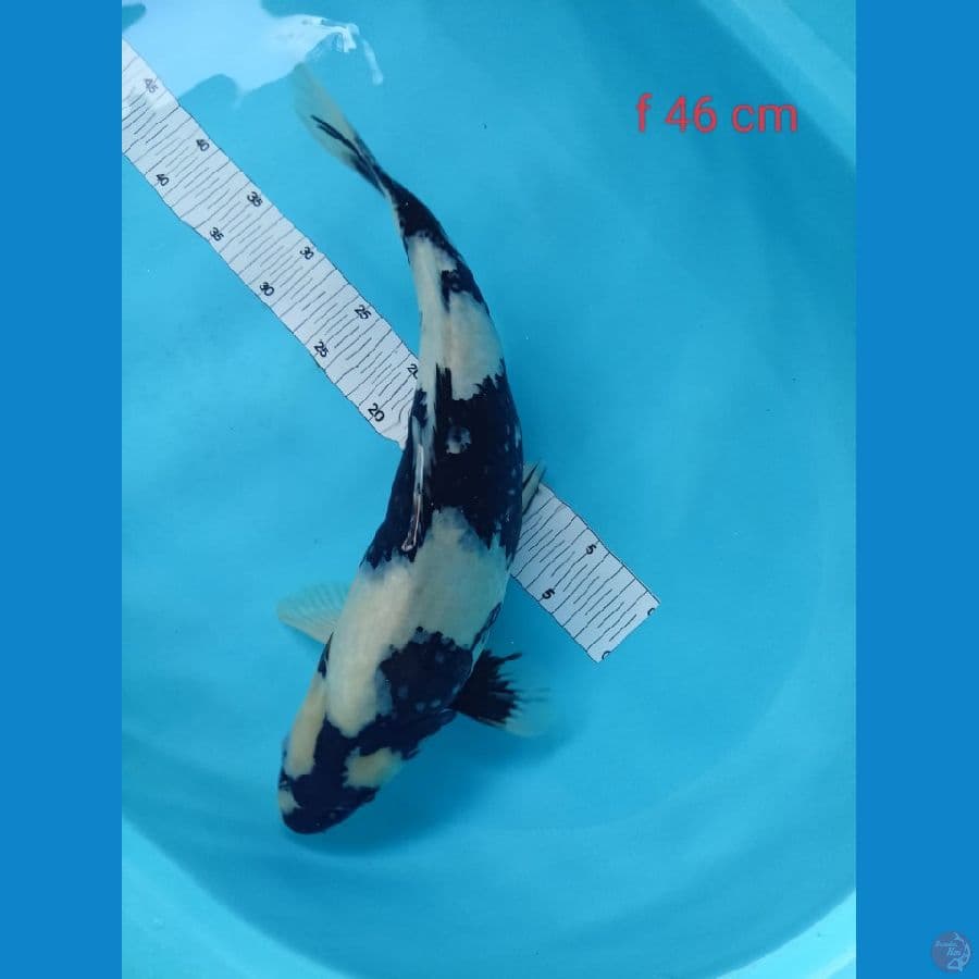 SHIRO 46cm Fimale