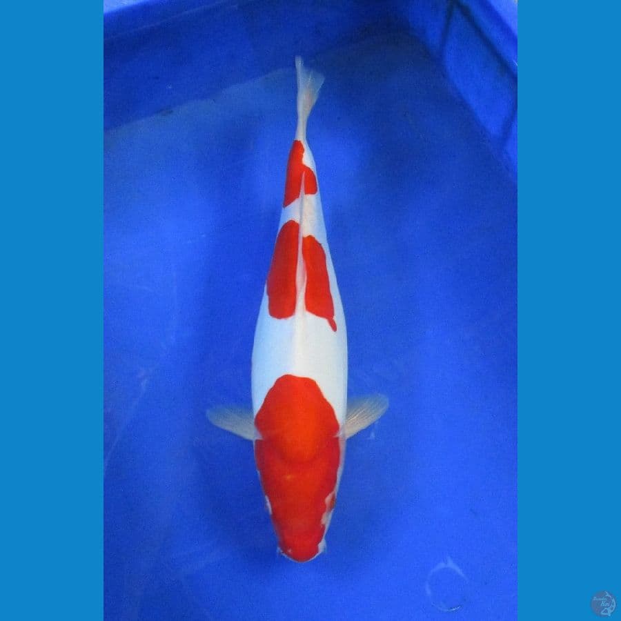 doitsu kohaku ±35cm
