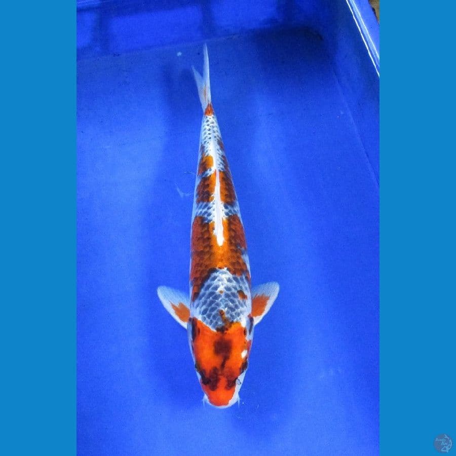 goshiki ±37cm