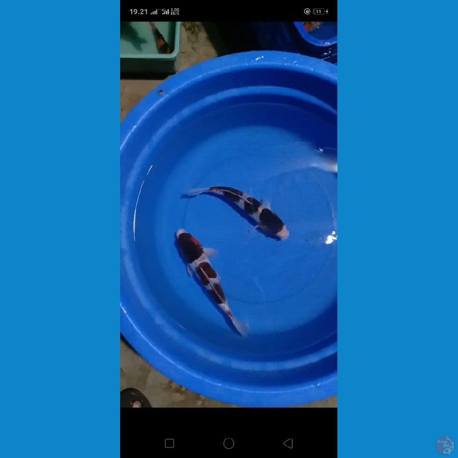 goromo