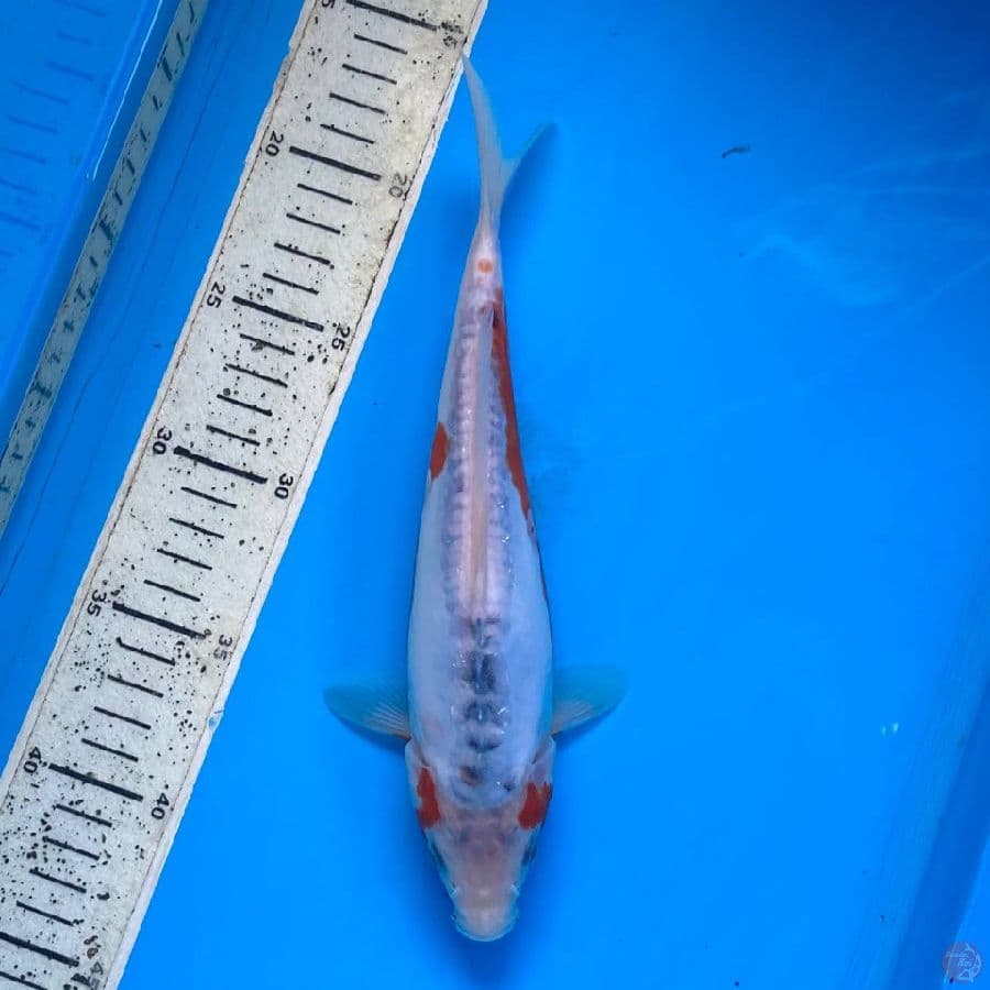 shusui 25cm
