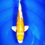 HARIWAKE 33CM