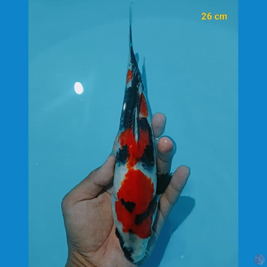 Male 26 cm