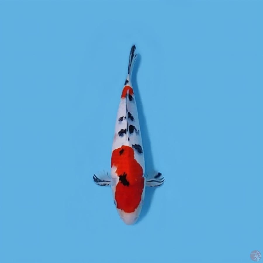 SANKE 33CM - MALE
