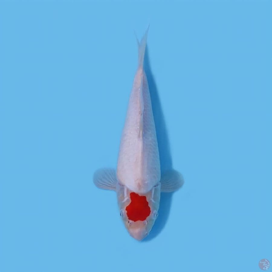 TANCHO ORIGINAL 33CM - MALE