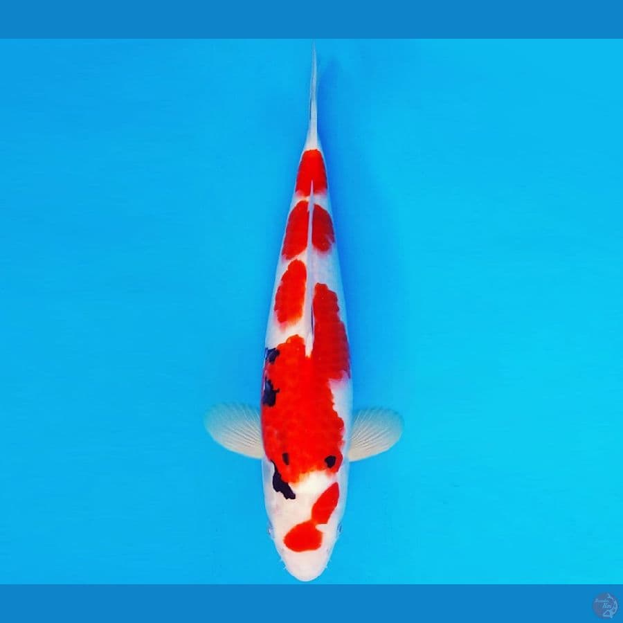 KIRIN 15 - SANKE 34 cm/male ®