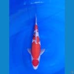Sanke F35 cm 