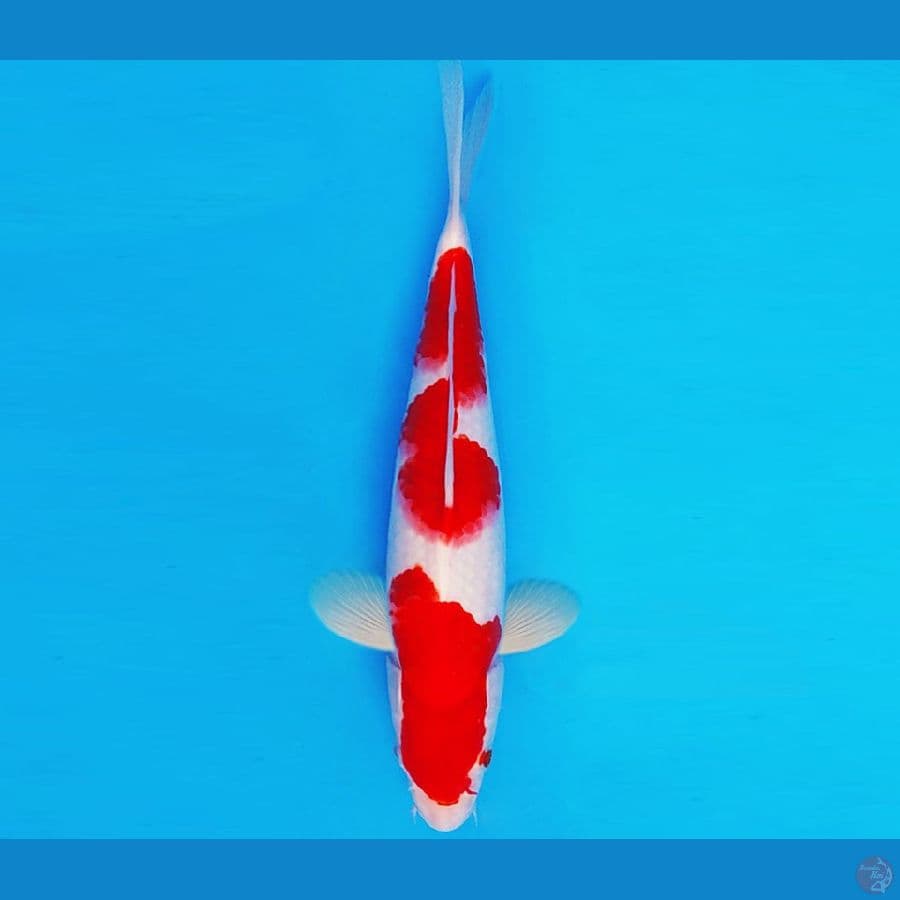 KIRIN 16 - KOHAKU 28 cm/male ®