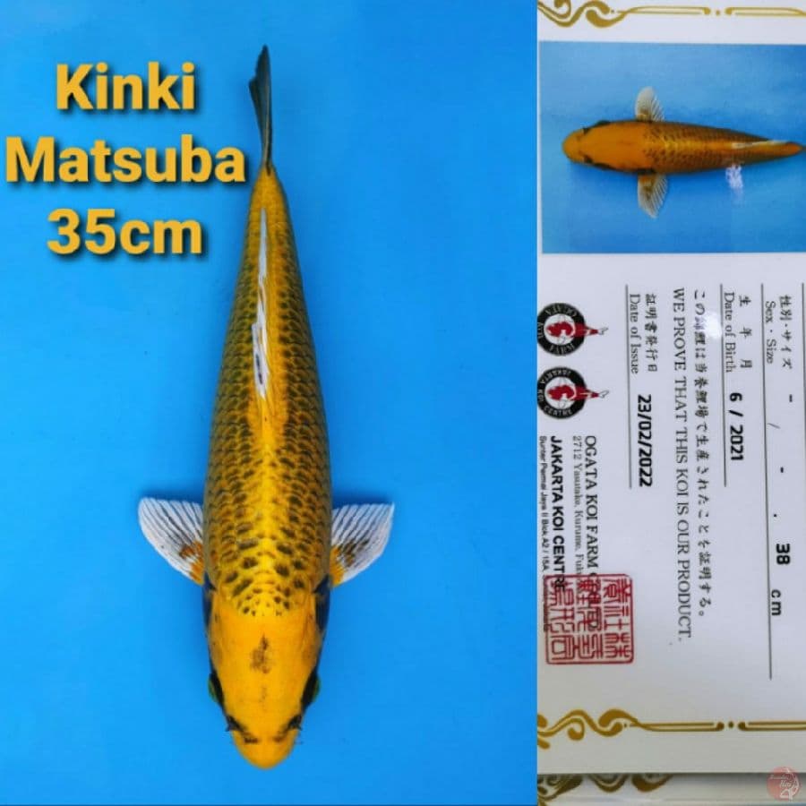 OGATA KINKI MATSUBA 35CM