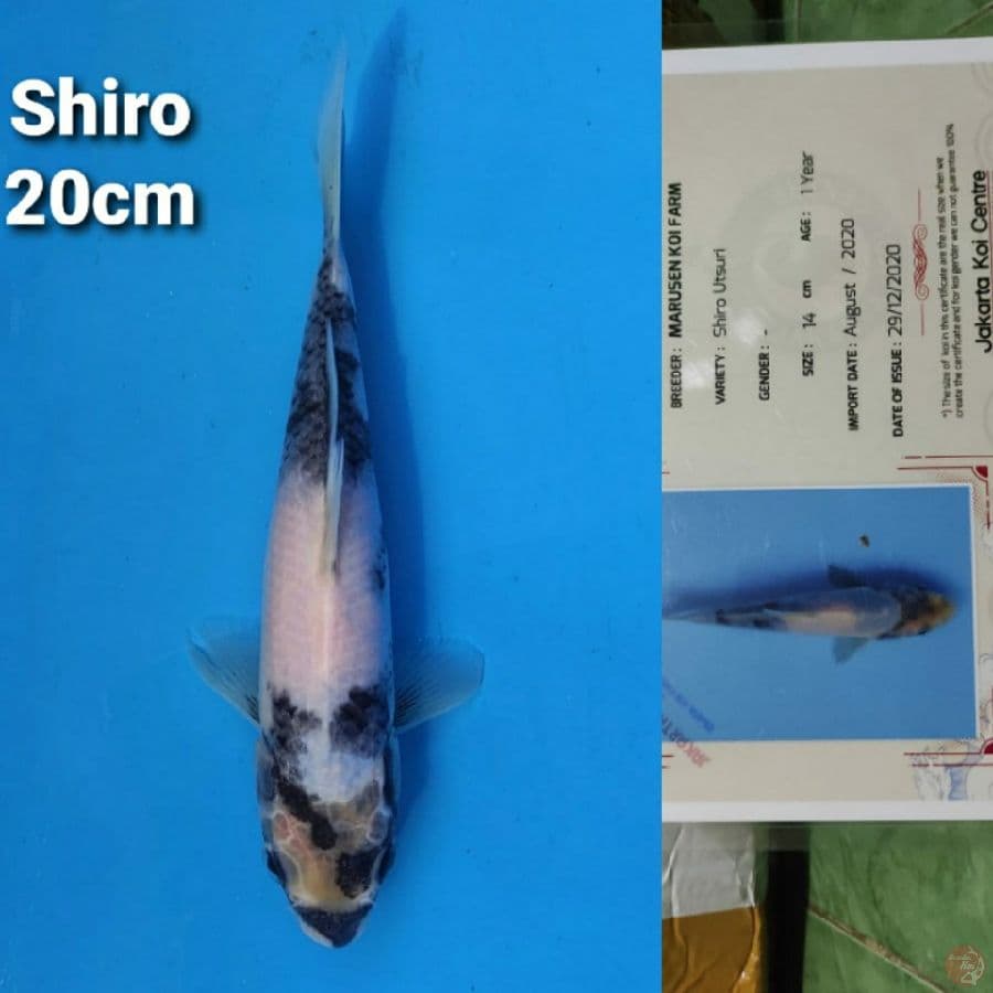 MARUSEN SHIRO 20CM