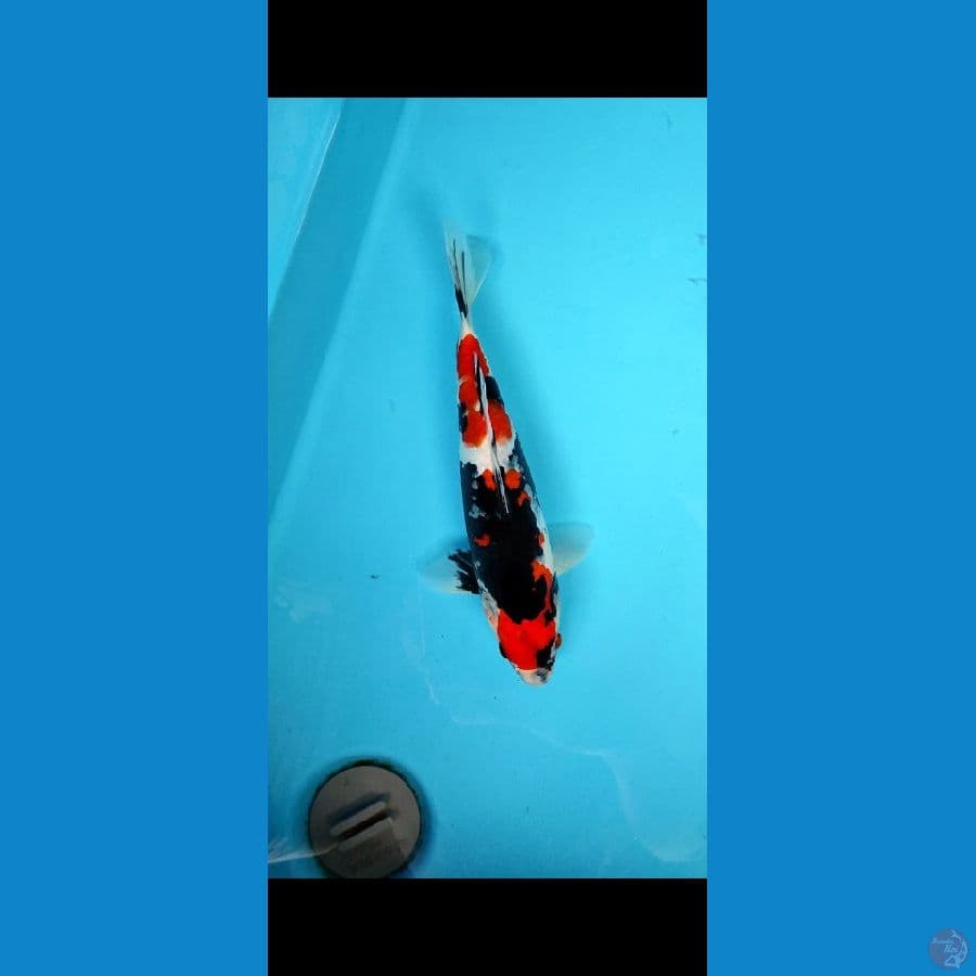 showa -+30 cm