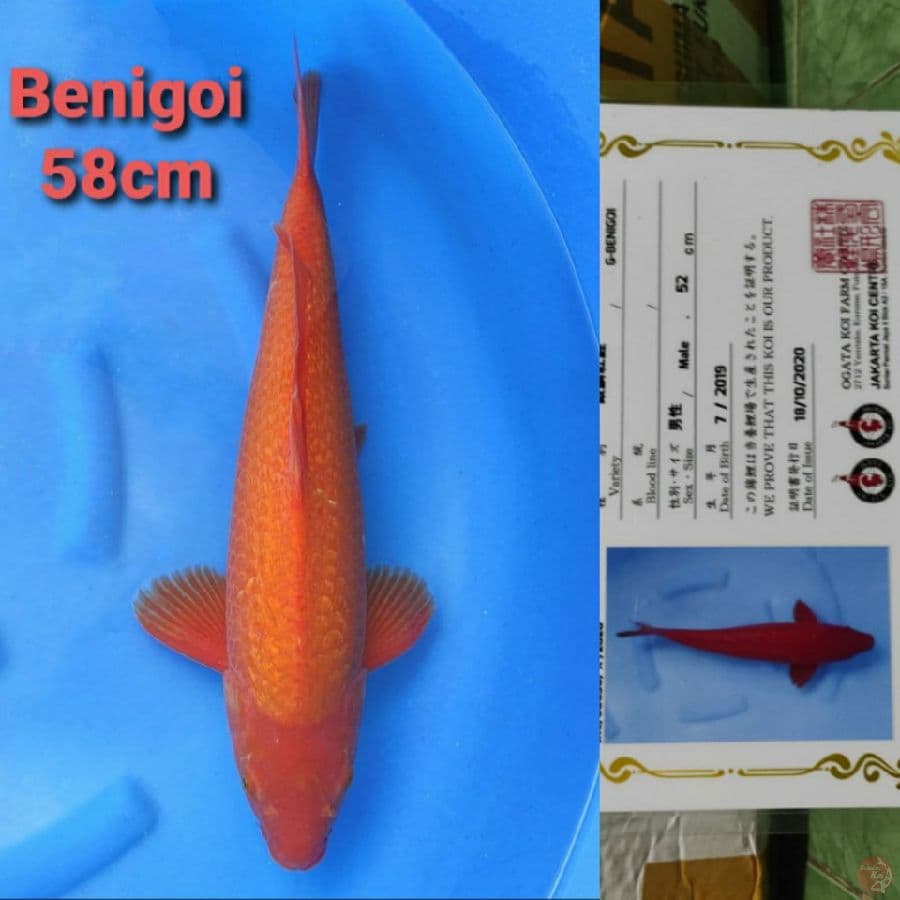 OGATA BENIGOI GINRIN 58CM
