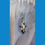 Showa ginrin 12cm 