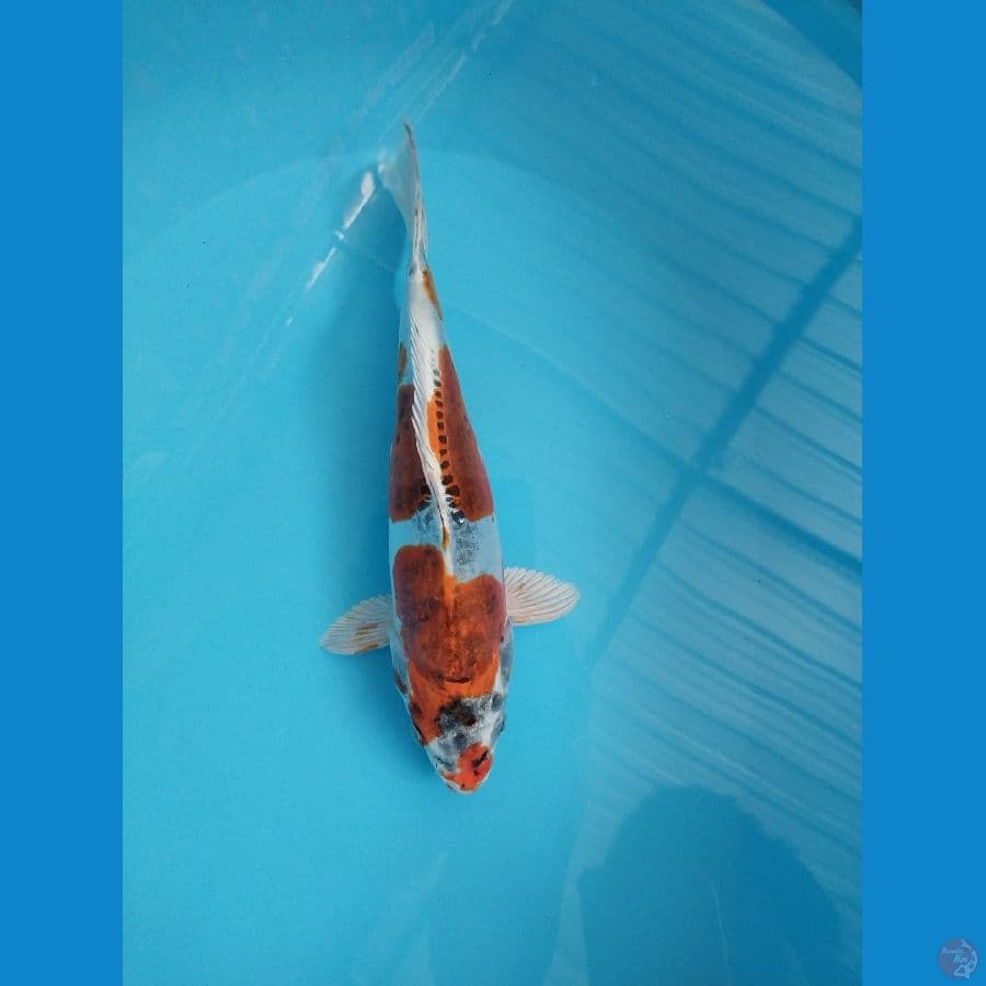 beni kiko 28 cm