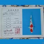 Iroha Kohaku Jumbo Sz 43cm
