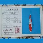 Iroha Kohaku Jumbo Sz 42cm