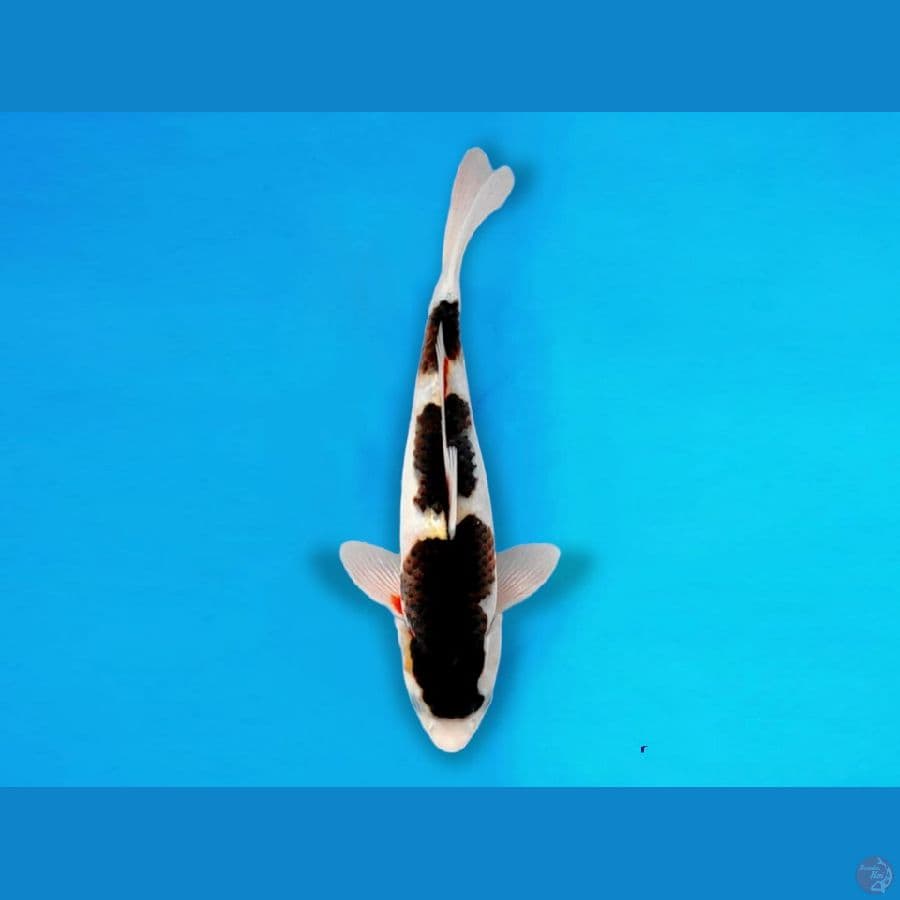 BUDO GOROMO 30CM / FEMALE
