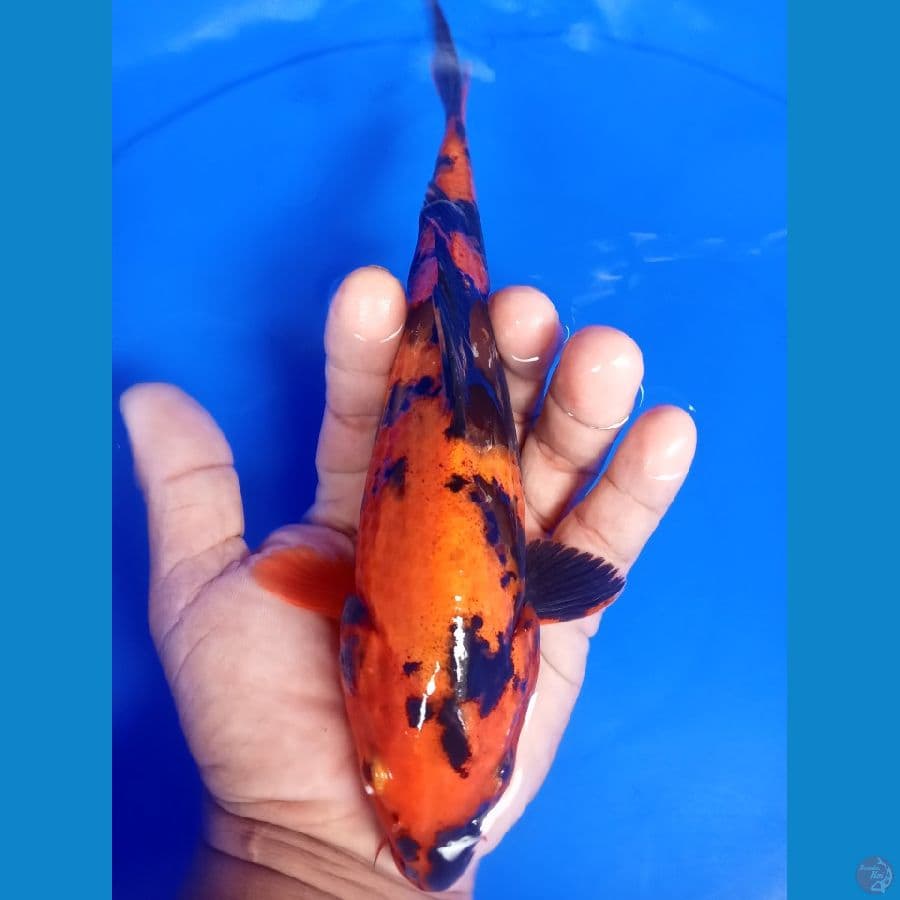 utsuri tembus perut 24 cm