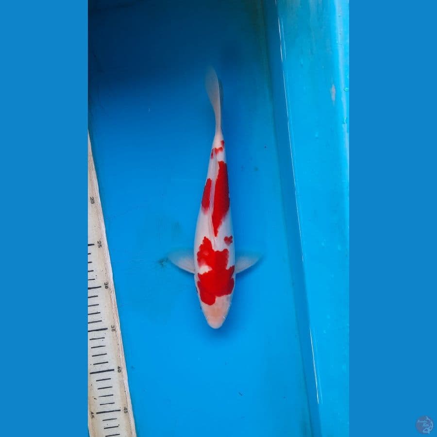 kohaku 