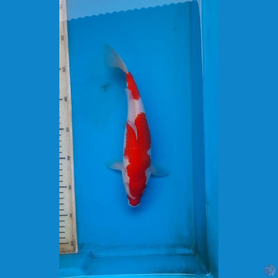 kohaku
