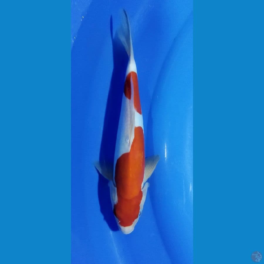 KOHAKU DOIT MURNI 30CM
