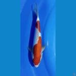KOHAKU DOIT MURNI 30CM