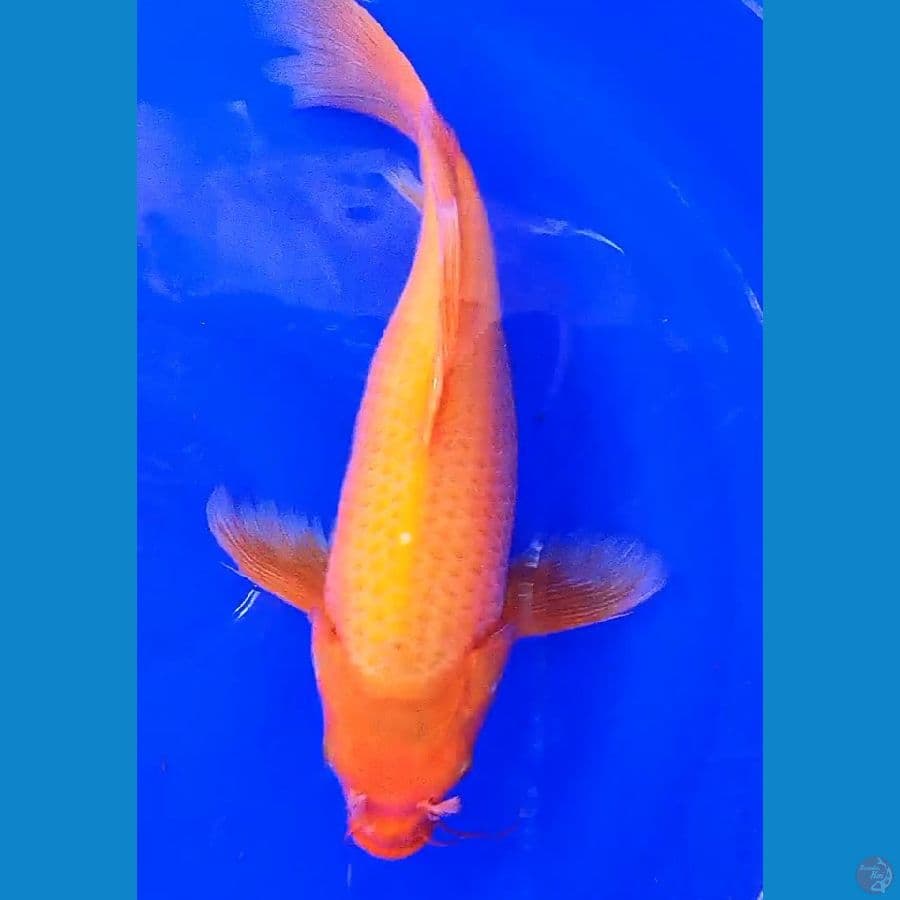 kumpay jumbo beni karashi fm 44 cm