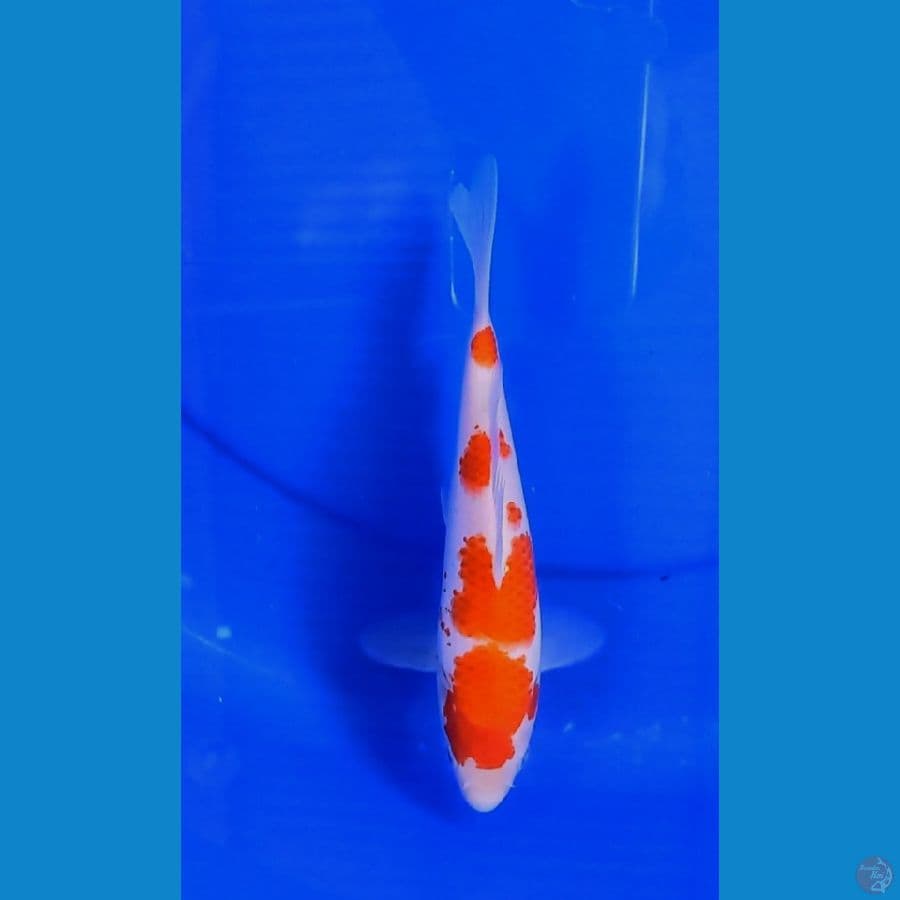 minions kohaku