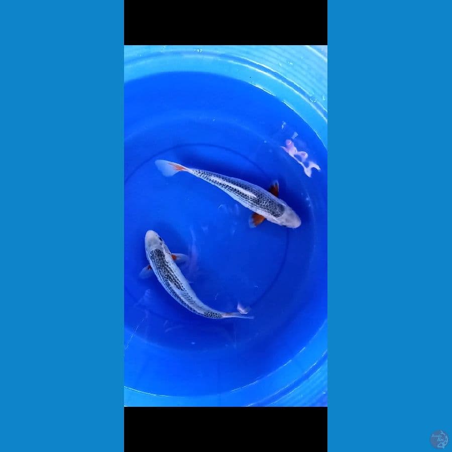 Asaggi 2 ekor