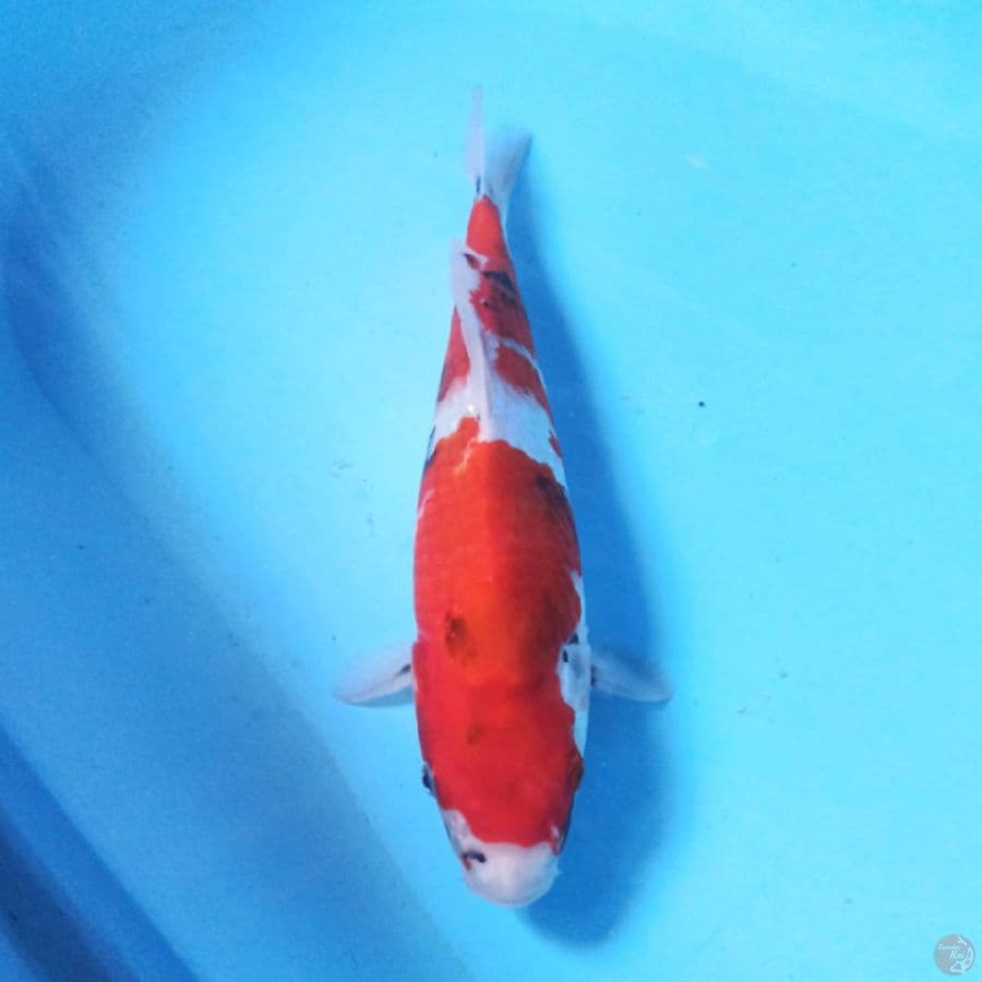 Showa 31 cm