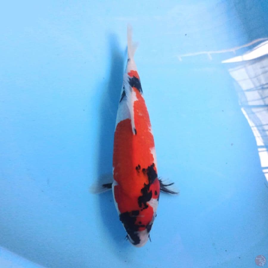 Showa 30 cm