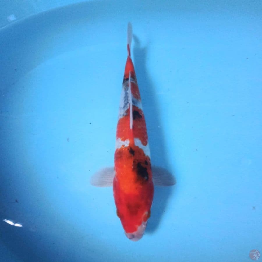 Showa 28 cm