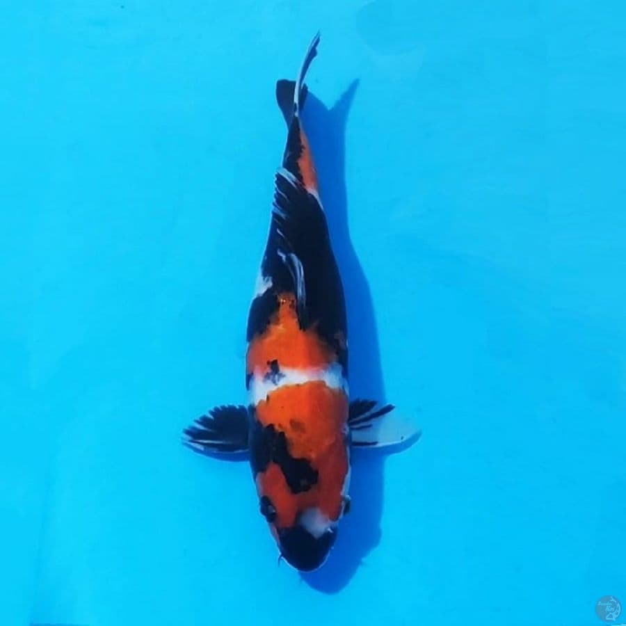 2. SHOWA 29CM FEMALE
