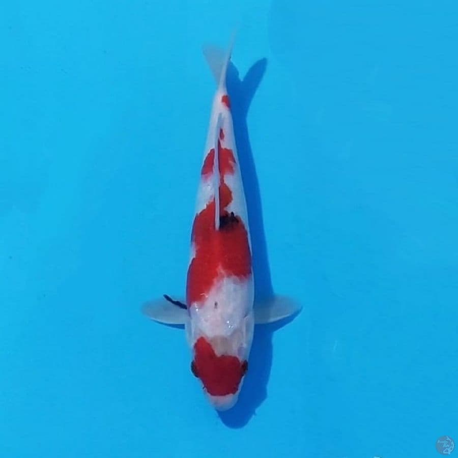12. MARUTEN SHOWA 25 CM FEMALE