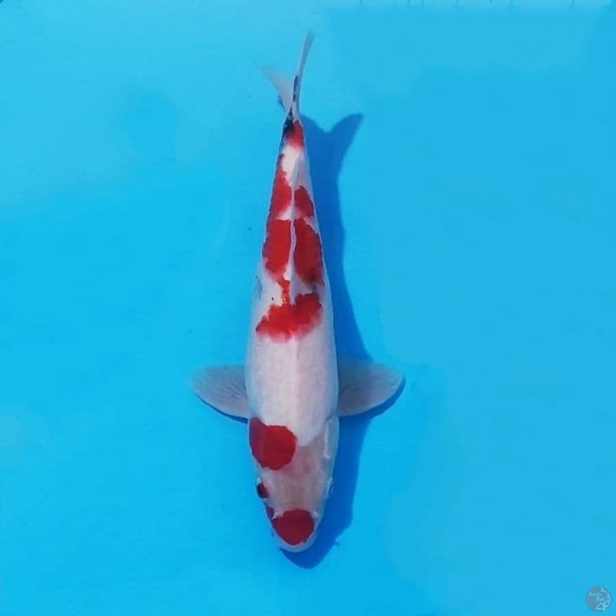10. SHOWA TATEGOI 29 CM MALE