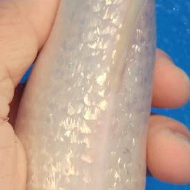 Tancho kohaku orisinil full ginrin