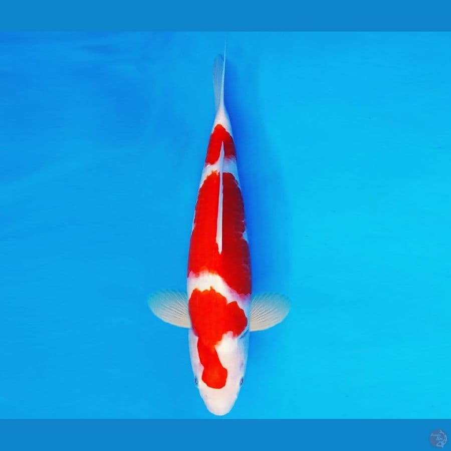 KIRIN 17 - KOHAKU 34 cm/fm ®