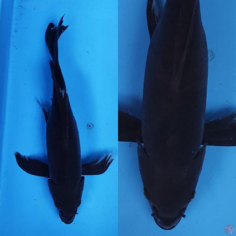 karasu kumpay hitam pekat //36cm 