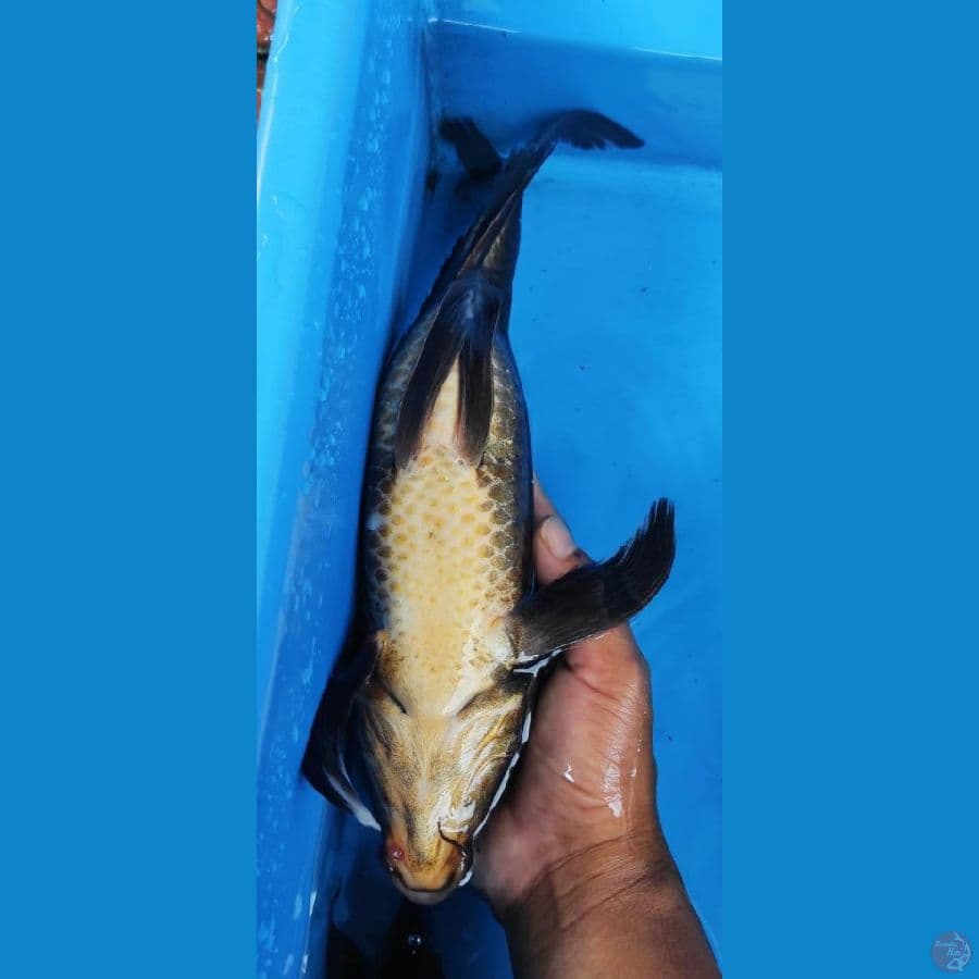 karasu kumpay hitam pekat //36cm 