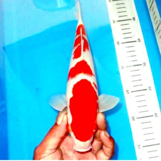 Kohaku merah merona bagus 29cm