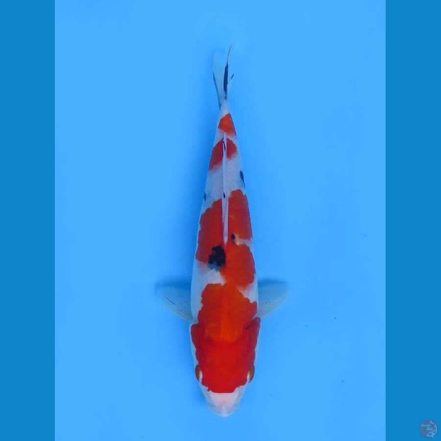 33cm - sanke Tategoi