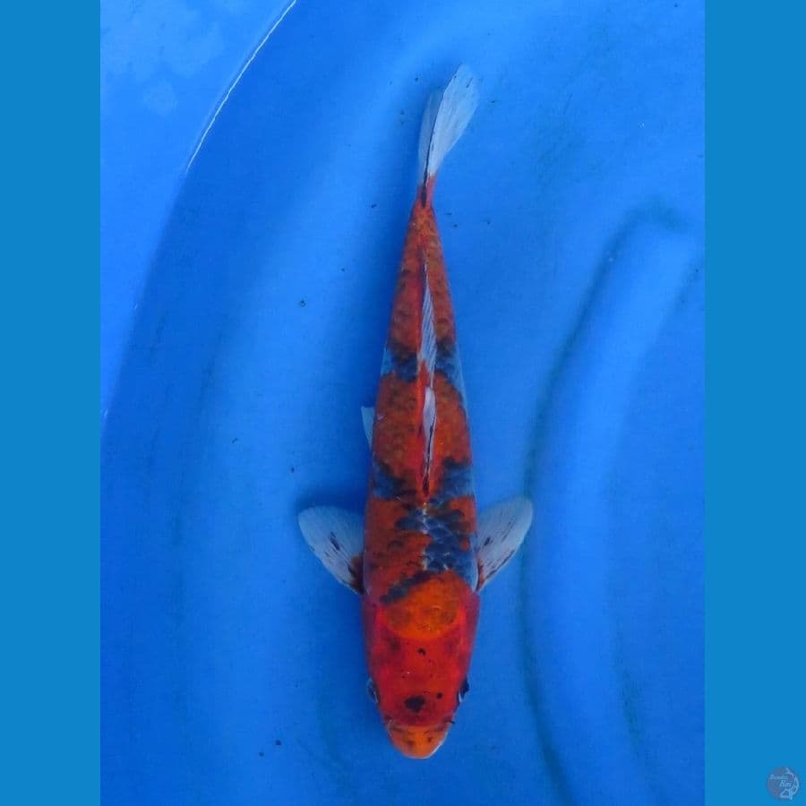 36cm - Kuro goshiki