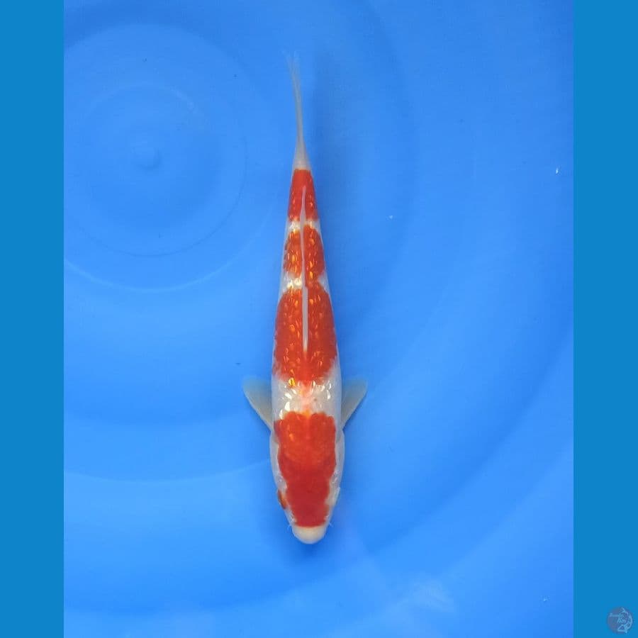 Kohaku gindrin 24 cm