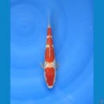 Kohaku gindrin 24 cm
