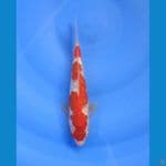 Kohaku gindrin 23 cm
