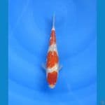 Kohaku gindrin 22 cm